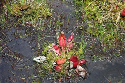 Pitcher Plant