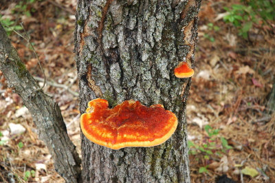 Sulfur Shelf Mushroom