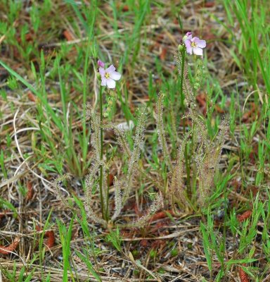 Thread-leaved Sundew