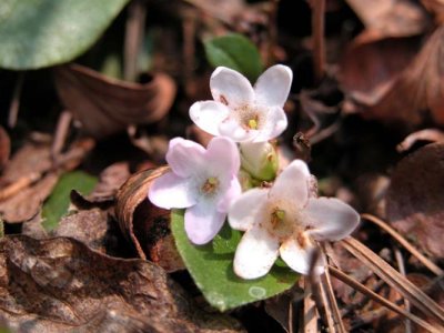 Trailing Arbutus