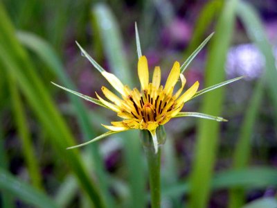 Yellow Goatsbeard