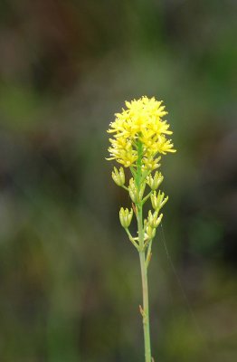 Bog Asphodel