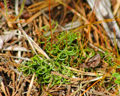 Curly Grass Fern