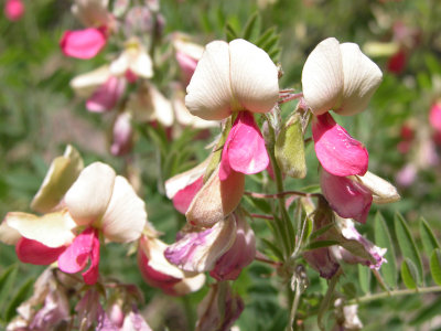 Goats Rue