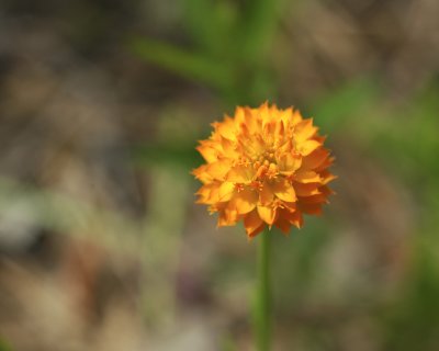 Orange Milkwort