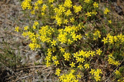 Pine Barren Heather