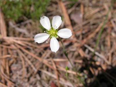 Pine Barren Sandwort