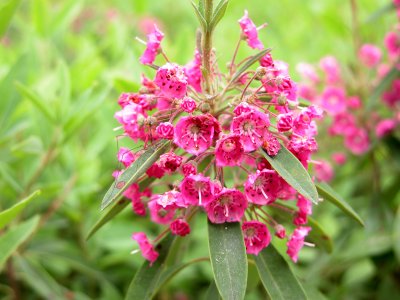Sheep Laurel 