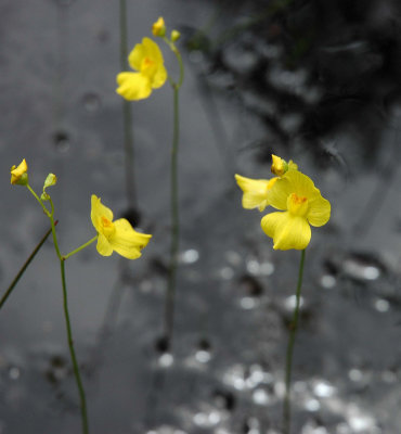 Slender Bladderwort