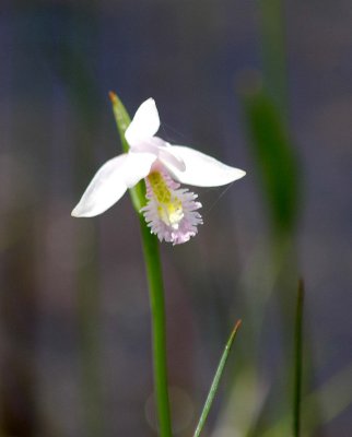 Rose Pogonia