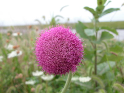 Field Thistle