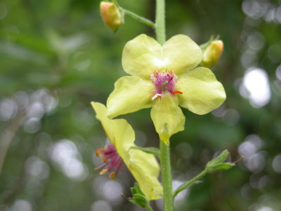 Moth Mullein