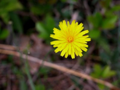 Dwarf Dandelion