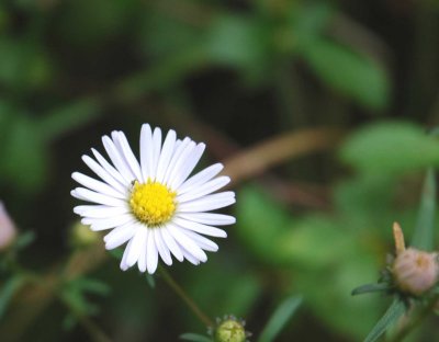 Calico Aster