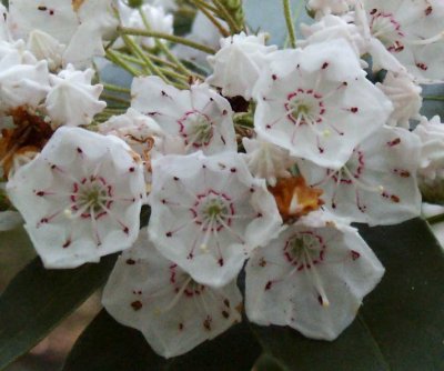 Pine Barren Flowers