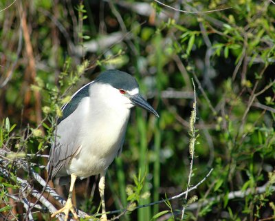 Florida Birds