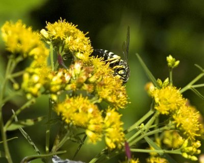 Pine Barren Bugs and Butterflies