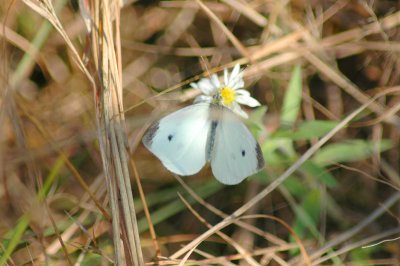 Cabbage White Butterfly