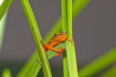 Arrowhead Reed Frog