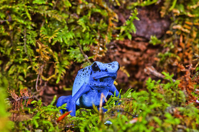 Blue Dart Frog