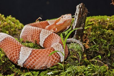 Broad Banded Copperhead 