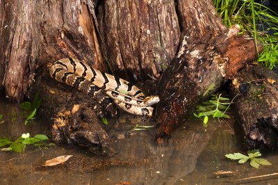 Canebrake Timber Rattlesnake