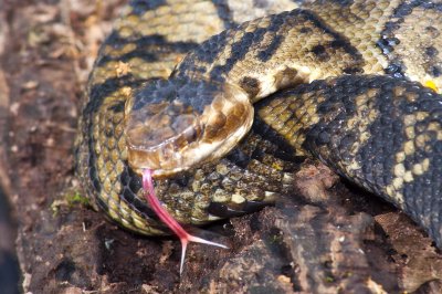 Cottonmouth