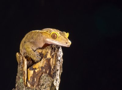 Crested Gecko 