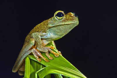 Emerald Eyed Treefrog