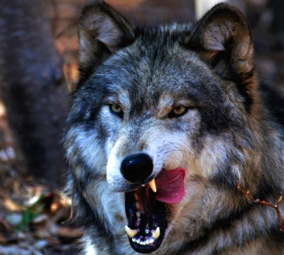 Timber Wolf