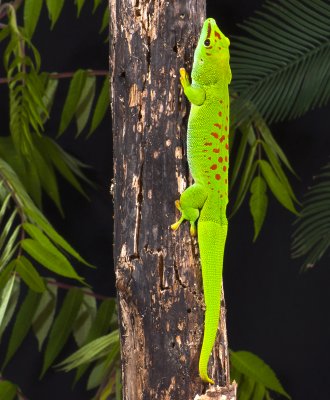 Giant Day Gecko 