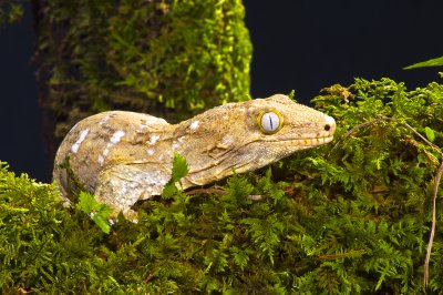 Giant Gecko 