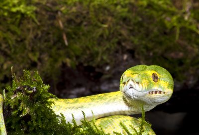 GreenTree Python