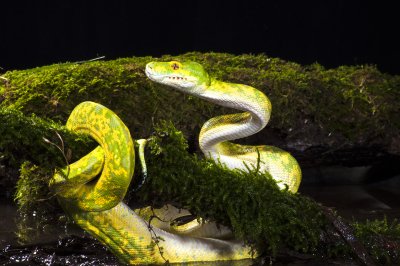 GreenTree Python 