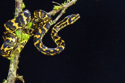 Jungle Carpet Python 