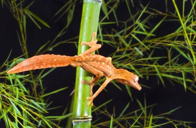 Lined Leaftail Gecko