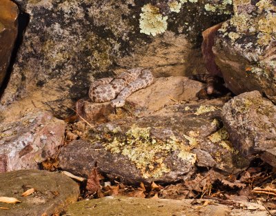 Mottled Rock Rattlesnake 