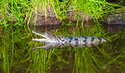 Siamese Crocodile