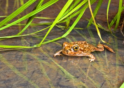 Couchs Spadefoot Toad 