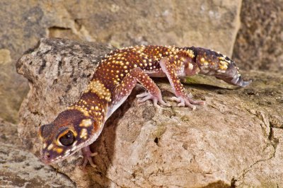 Thick Tailed Gecko 