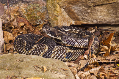 Timber Rattlesnake