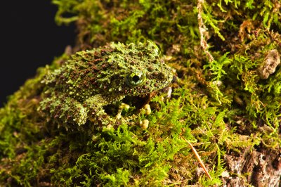 Vietnamese Mossy Frog 