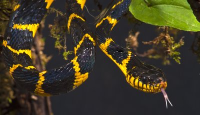  Mangrove Snake