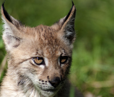 Baby Canadian Lynx