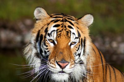 Bengal Tiger 4