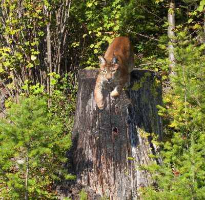 Canadian Lynx 3
