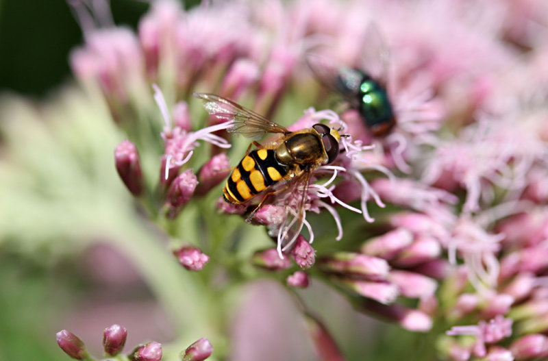 Syrphus ribesii