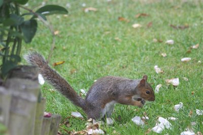 Where did that peanut go.