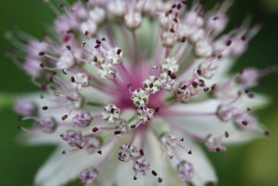 Astrantia