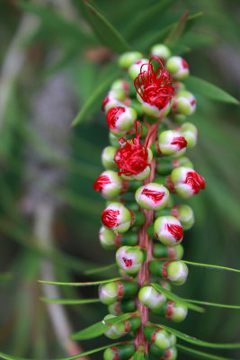 Bottlebrush in bud